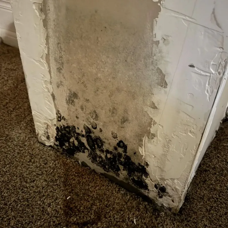 Professional Mold Removal in Senoia, GA
